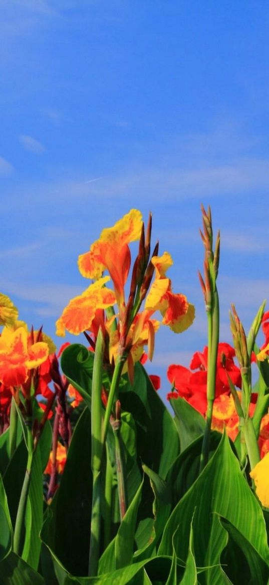 gladioli, flowers, buds, sky, verdure