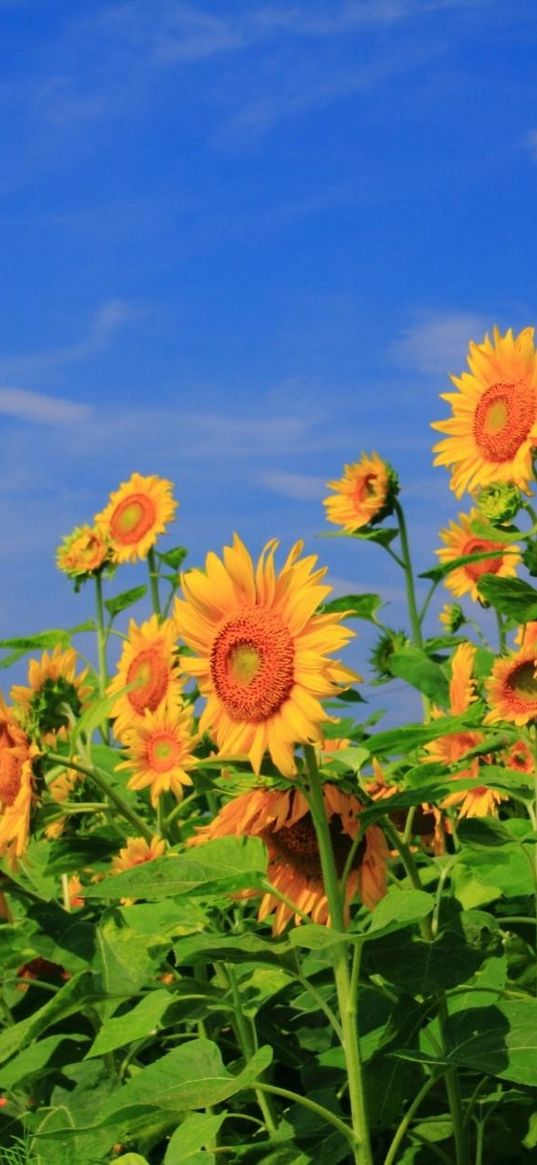 sunflowers, field, sky, verdure, summer