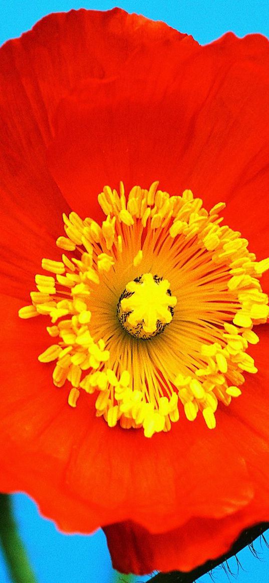 poppy, red, yellow, flower, pollen