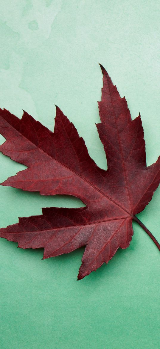 maple leaf, leaf, maple, autumn, macro