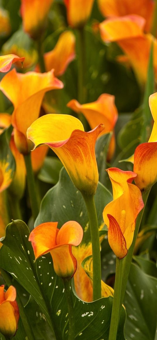 calla lilies, flowers, bright, close-up, flowerbed