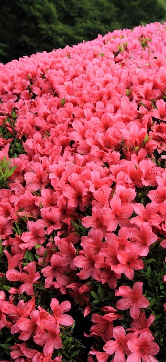 azaleas, shrubs, flowering, beautiful, garden