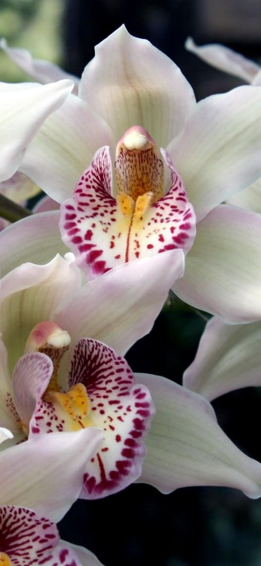 orchids, flowers, spotted, exotic