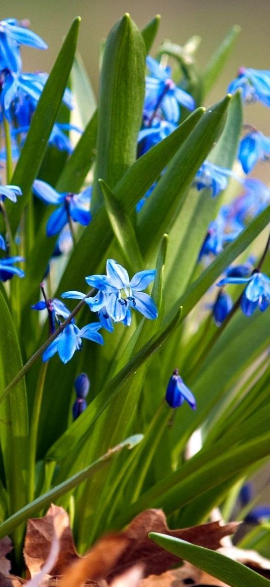 flowers, small, leaves, herbs, sun