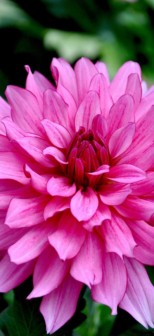 dahlias, flowers, flowerbed, flower buds, close-up, garden