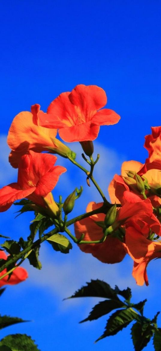 hibiscus, blossoms, sky, branch, blue