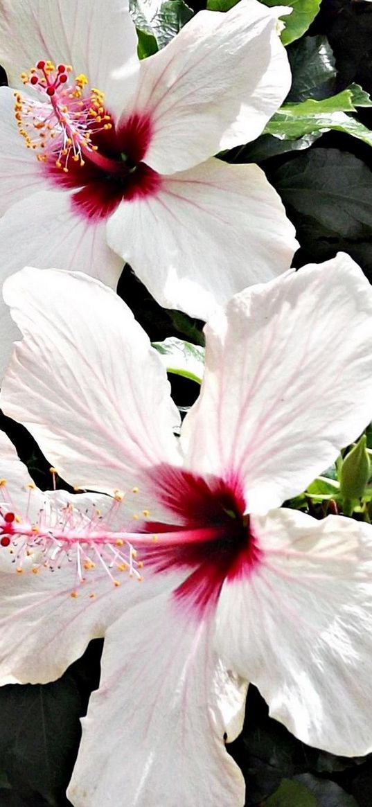 hibiscus, blossoms, stamens, green, close-up