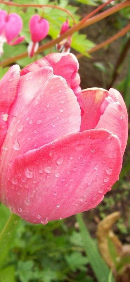 tulips, ditsentra, herbs, leaves, drops, fresh