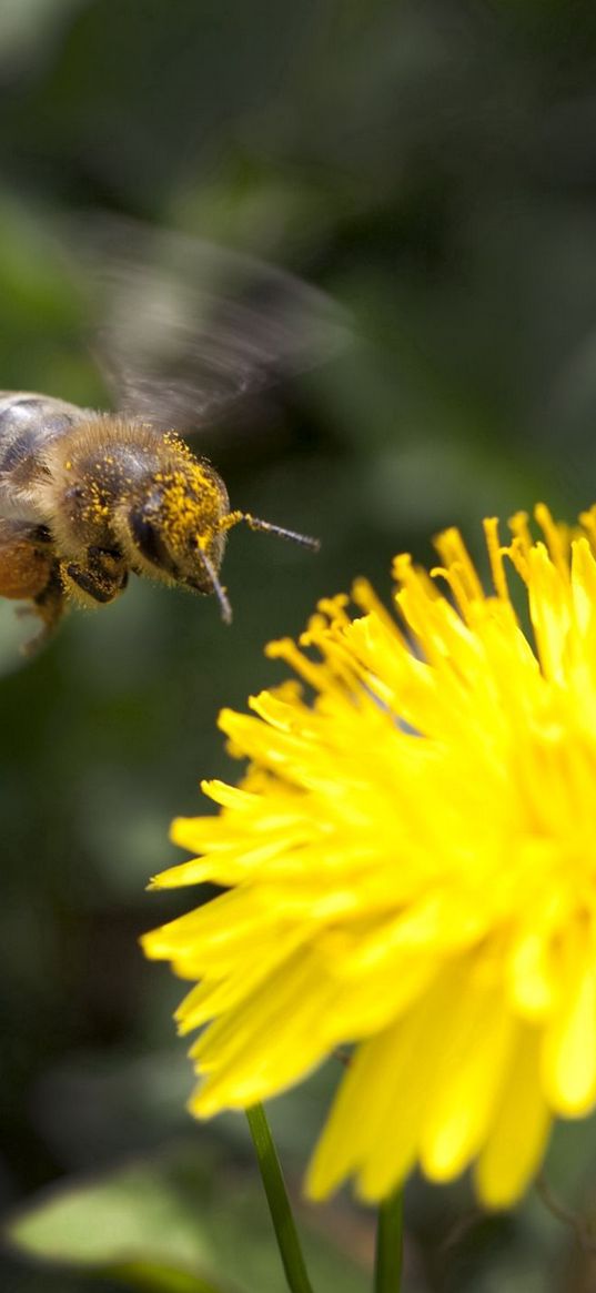 flower, yellow, bee, pollination