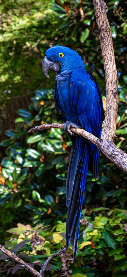 hyacinth macaw, macaw, parrot, bird, beak, blue, branch