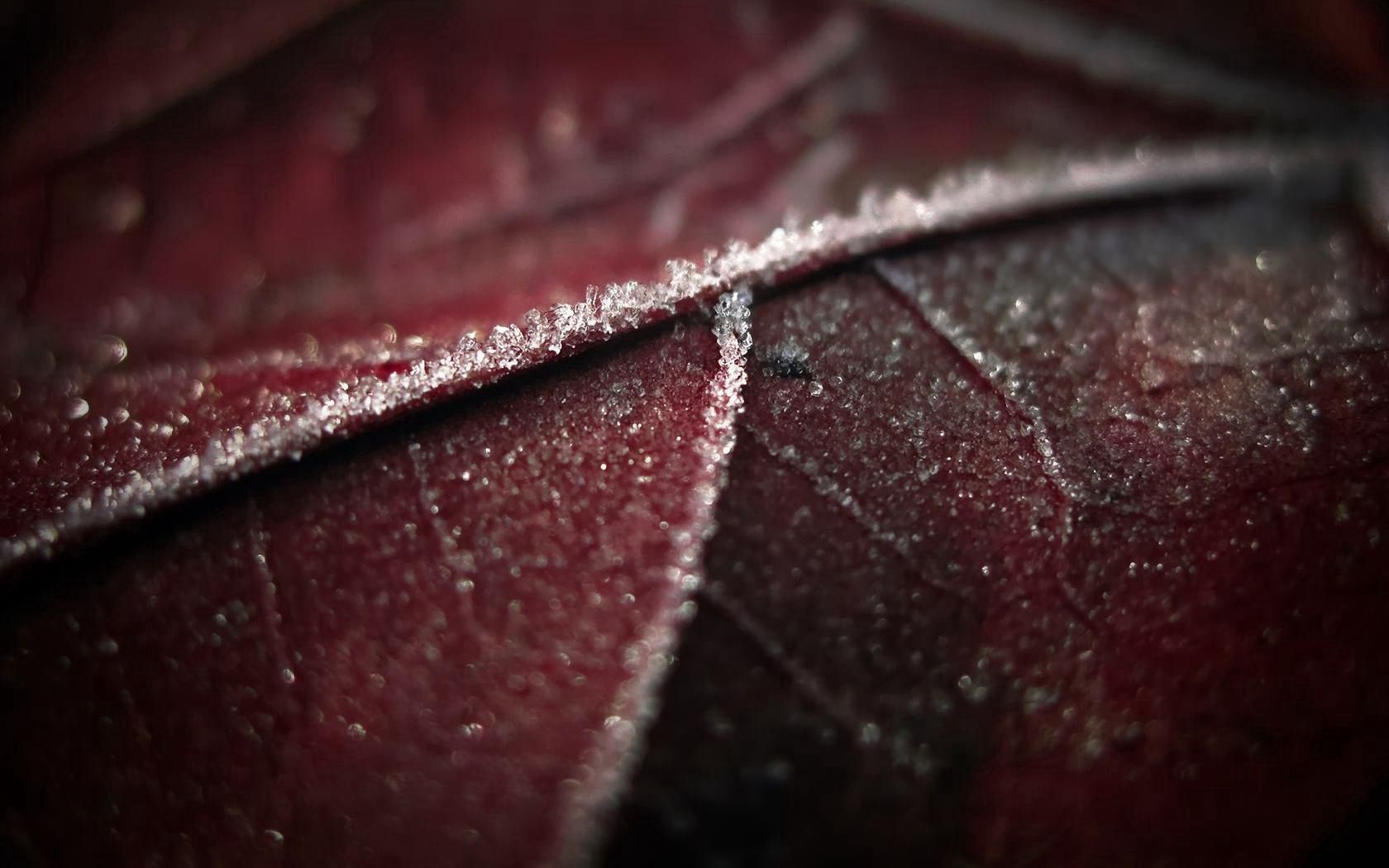 leaf, brown, wet, dark