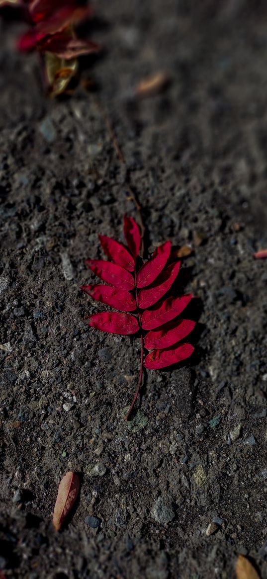 leaves, red, asphalt, autumn