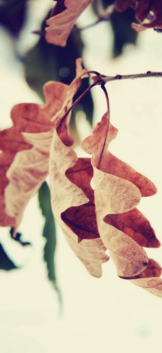 leaf, branch, brown, dried, autumn