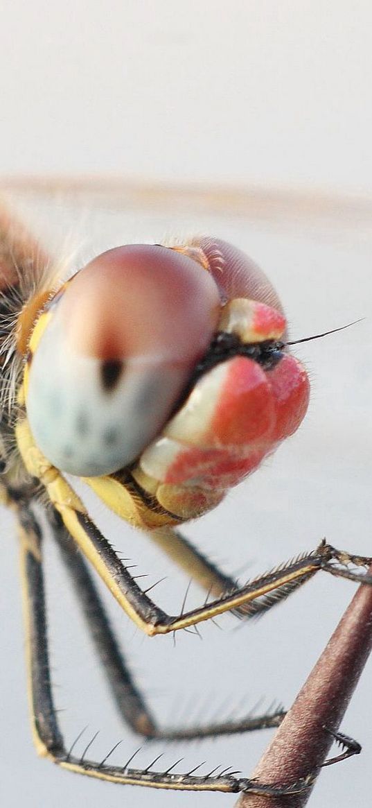 dragonfly, eyes, legs, insect