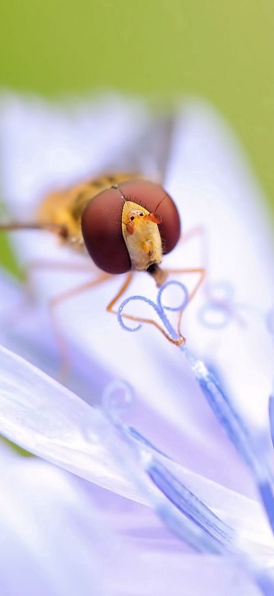 insect, flower, petals, pistils, stamens, pollination