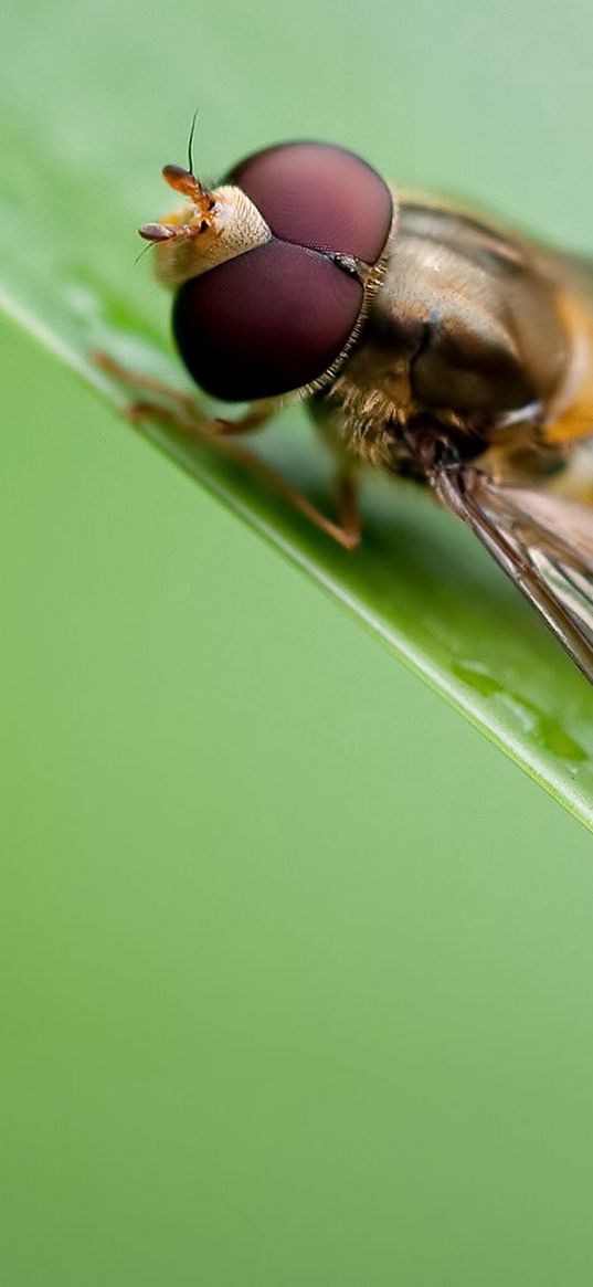 bee, grass, leaves, surface