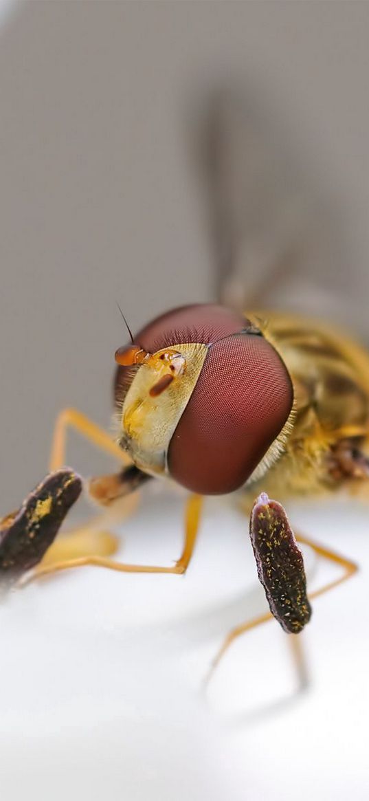 bee, insect, eyes, wings