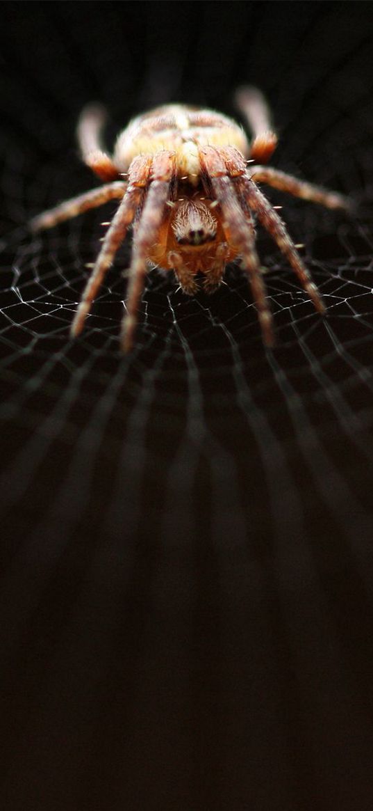 spider, web, net, weave, crawl, dark