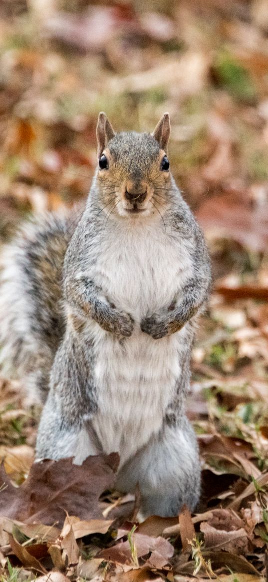 squirrel, animal, leaves, autumn