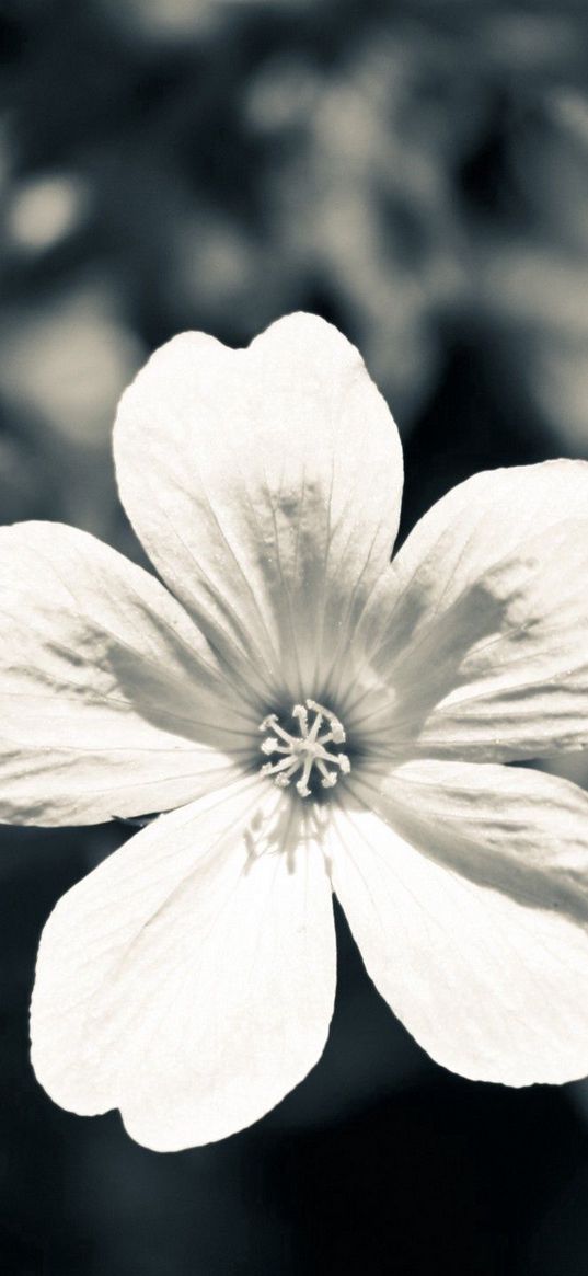 flower, white, black, blue