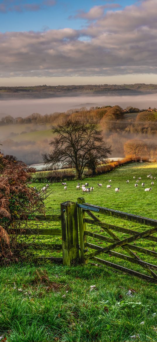 hedge, field, grass, trees, fog