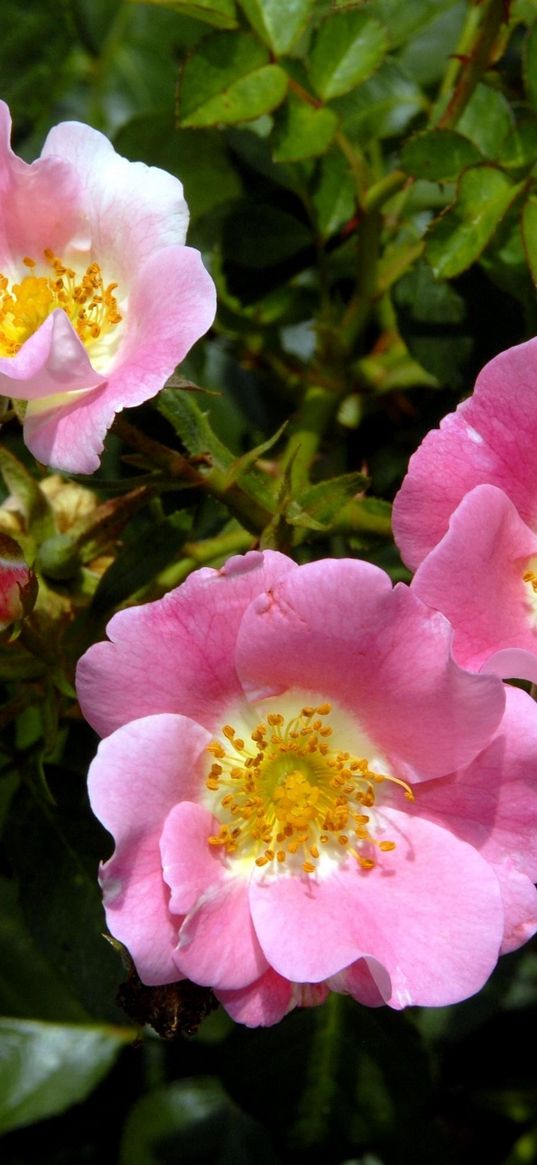 rose, shrub, flower, green, close-up