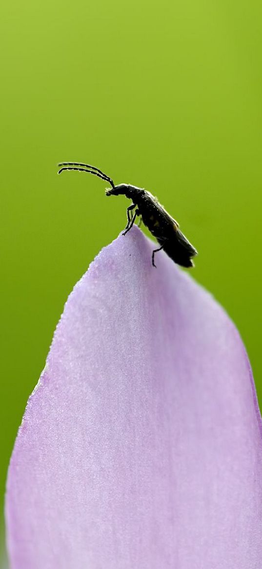 insect, grass, tendrils, leaves