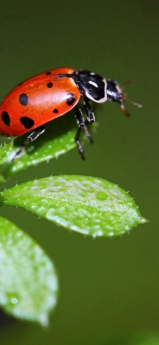 ladybird, grass, stains, insect