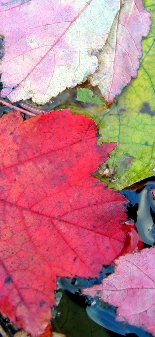 leaves, autumn, colorful, water, swim