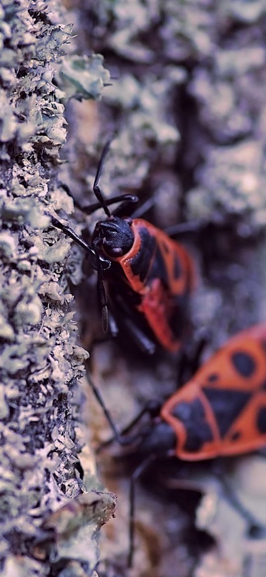 insects, bark, wood, surface, creep, moss