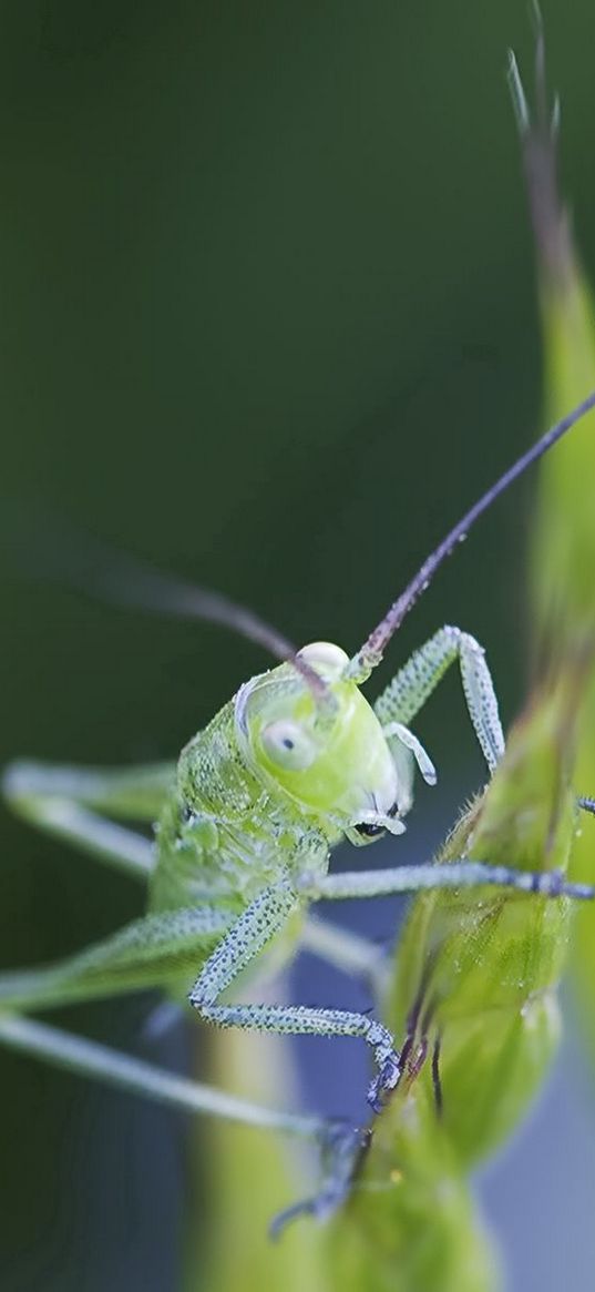 insect, antennae, grass, bright