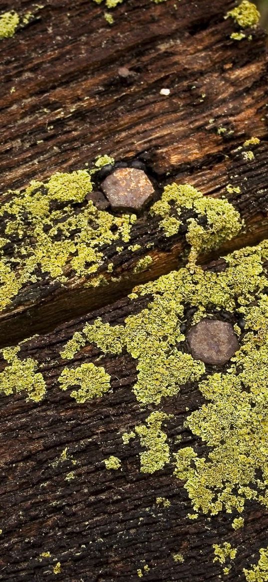 floor, wood, moss, green, brown