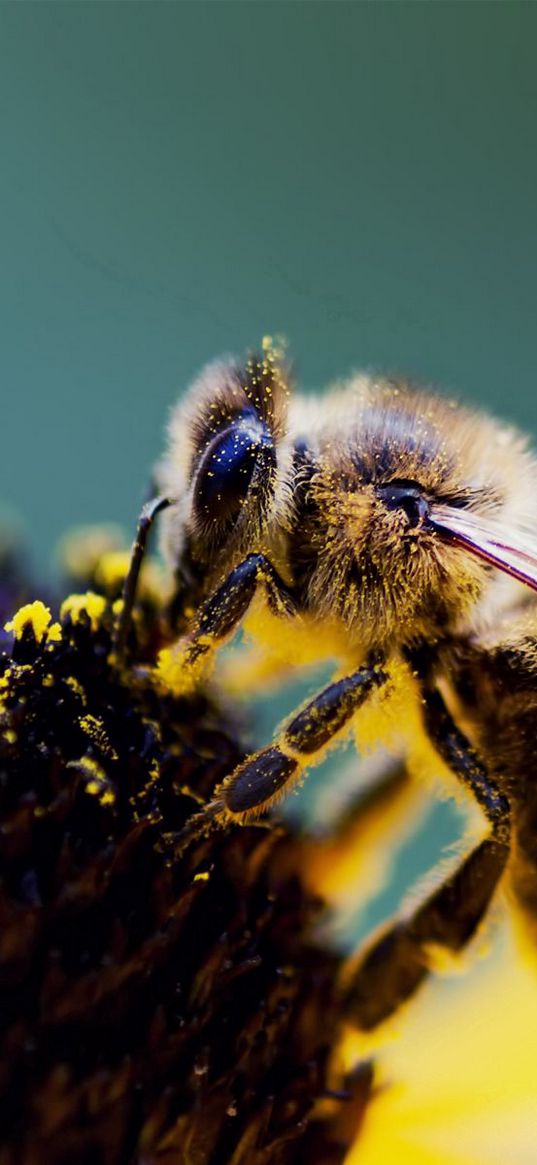 bee, flower, wings, pollen, pollination