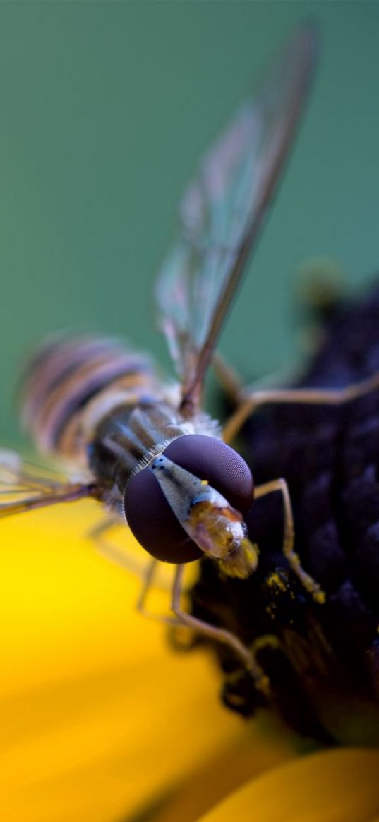 bee, flower, pollination, petals