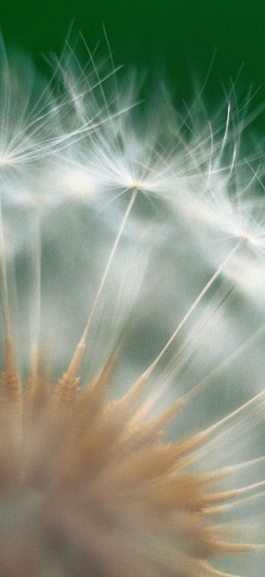 dandelion, green, white, seeds, feathers