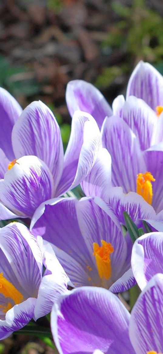 snowdrop, violet, flower, snow, bouquet