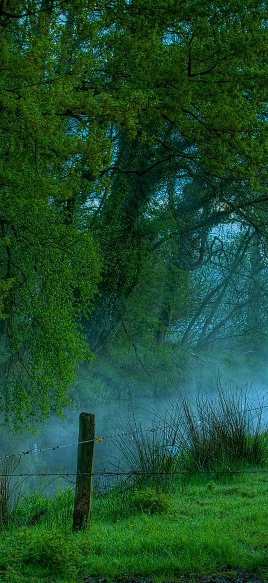 fence, trees, wire, fog, morning, river