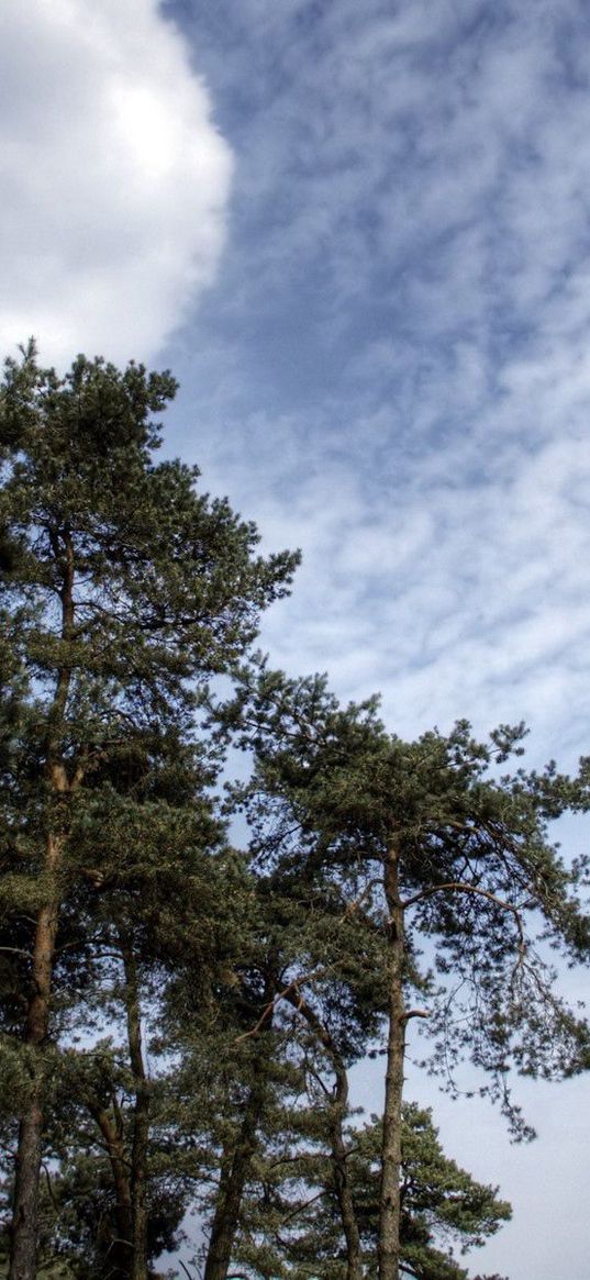 sky, clouds, pines, trees, kroner, coniferous, air