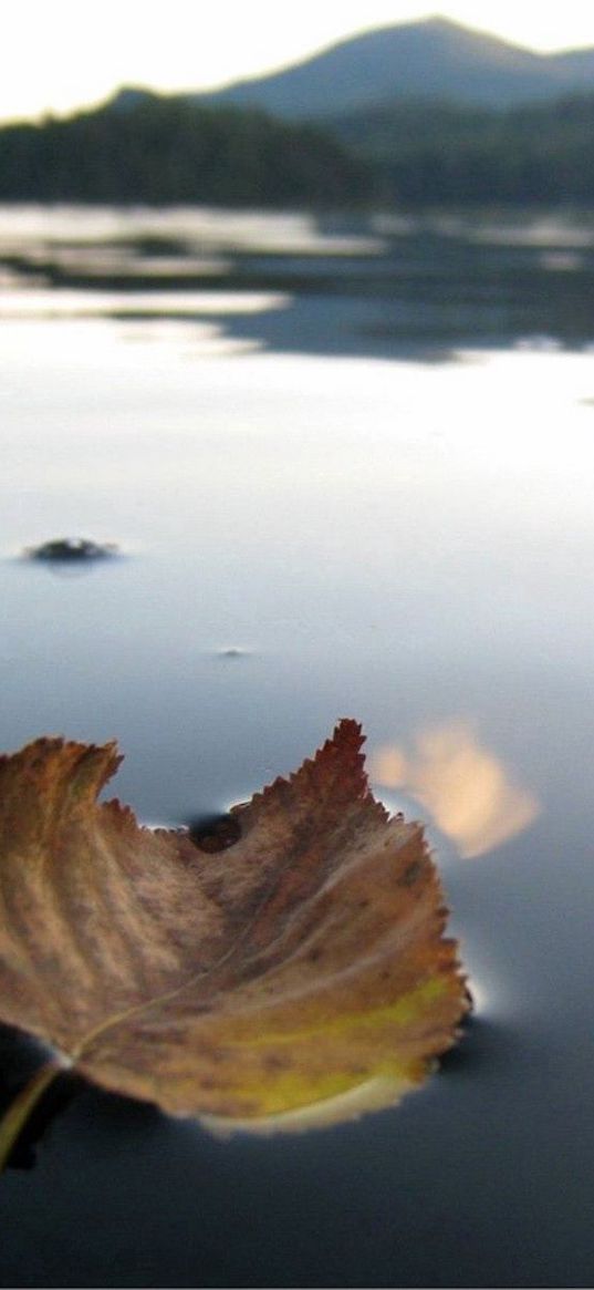 leaf, fall, dried, water, swim