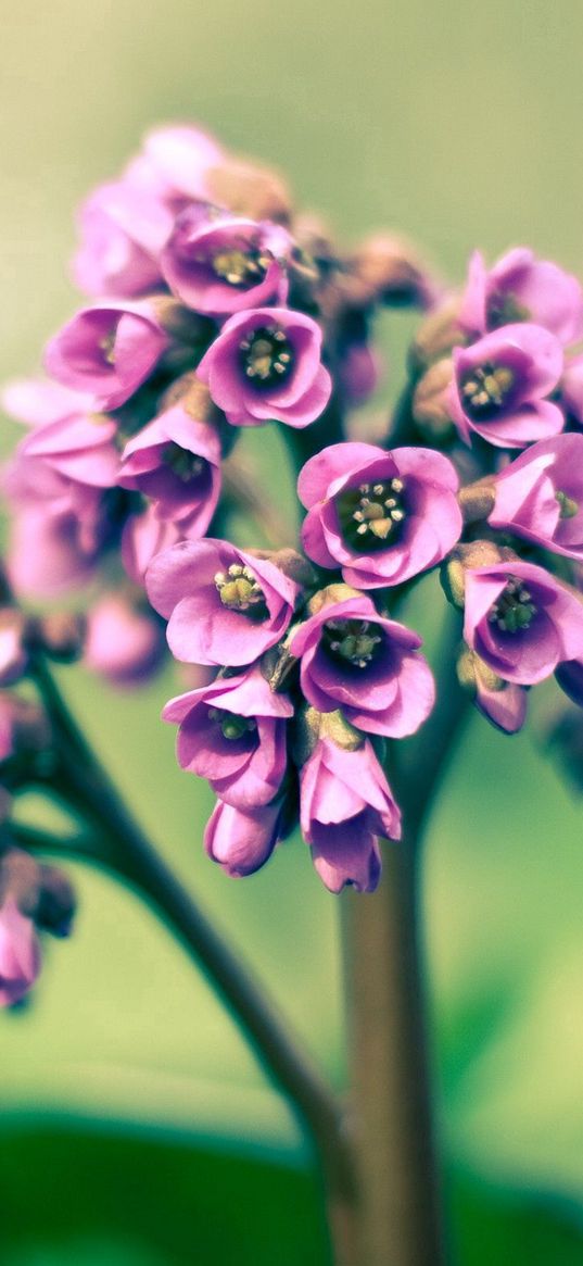 flower, purple, green, bright, light