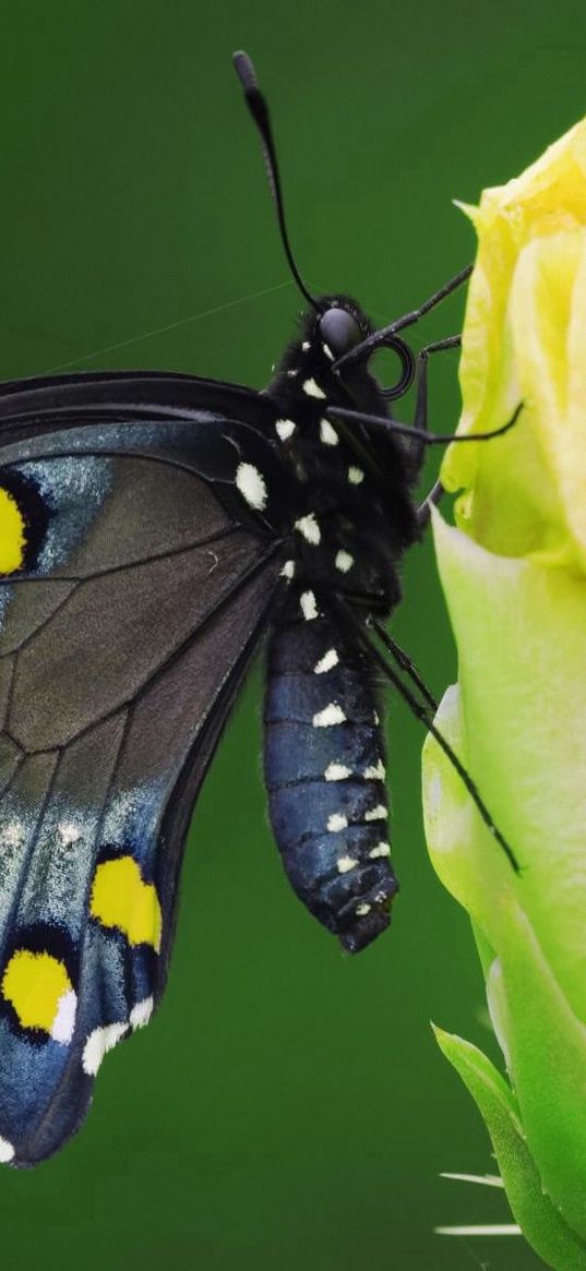 butterfly, black, spotted, flower, sit