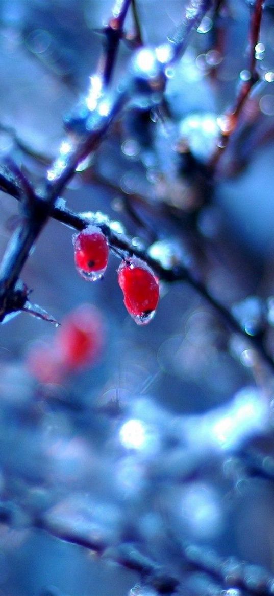 dogrose, spring, fruits, berries, rain