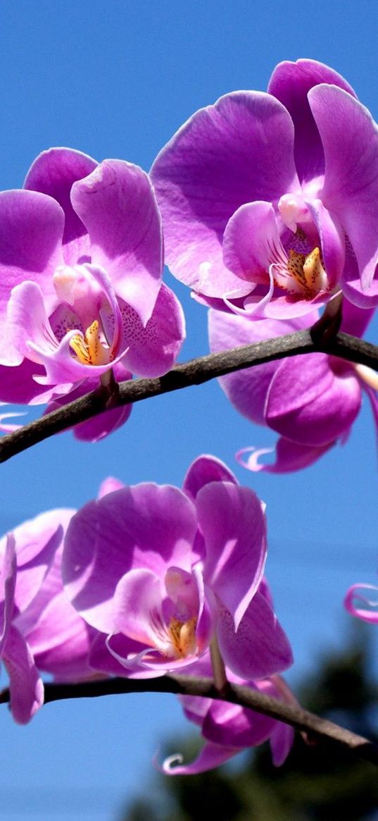 flower, purple, macro, sky, blue