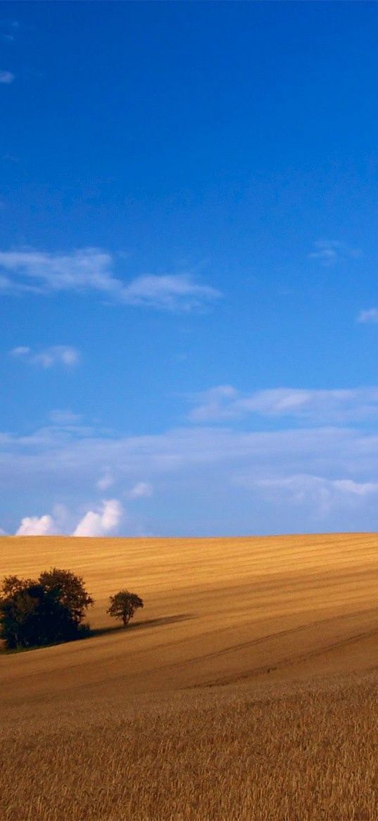 field, hay, grass, summer, trees, agriculture