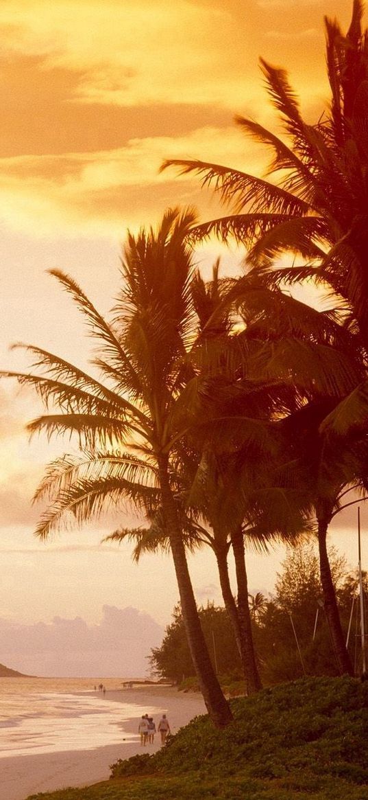 palm trees, coast, sunlight, decline, evening, people