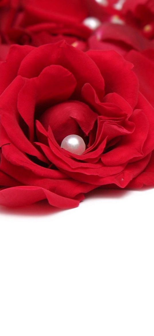 rose, beads, red, white