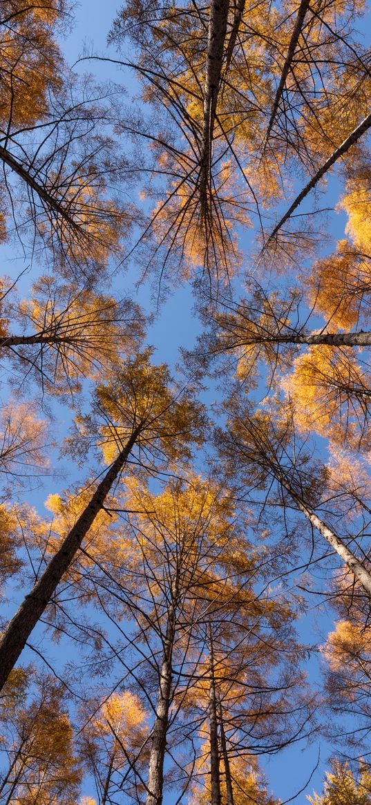 trees, branches, bottom view, sky, autumn