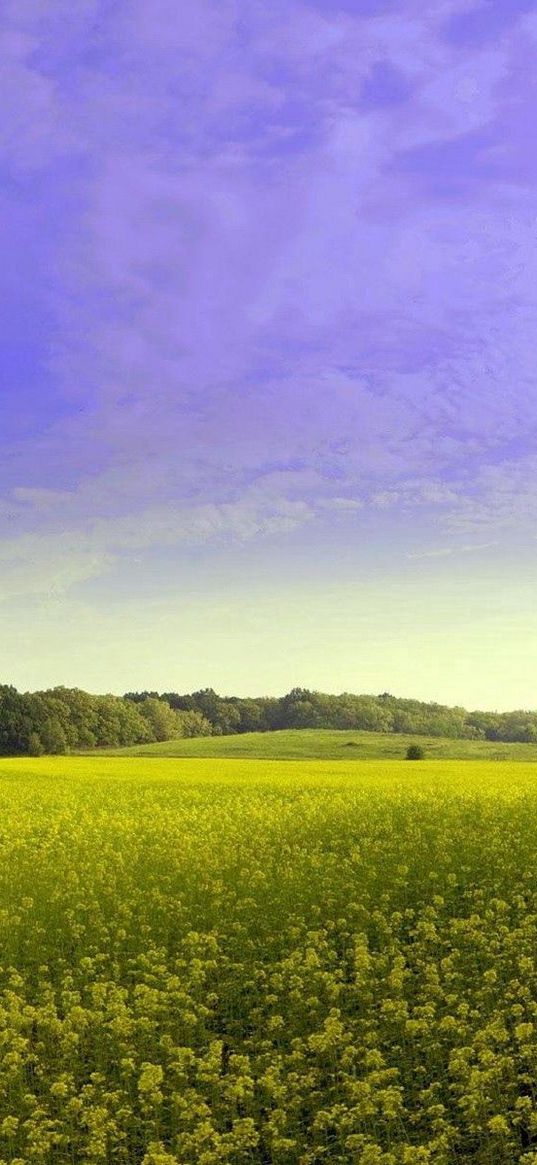 glade, flowers, summer, trees