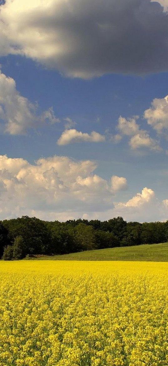 glade, flowers, summer, trees, clouds