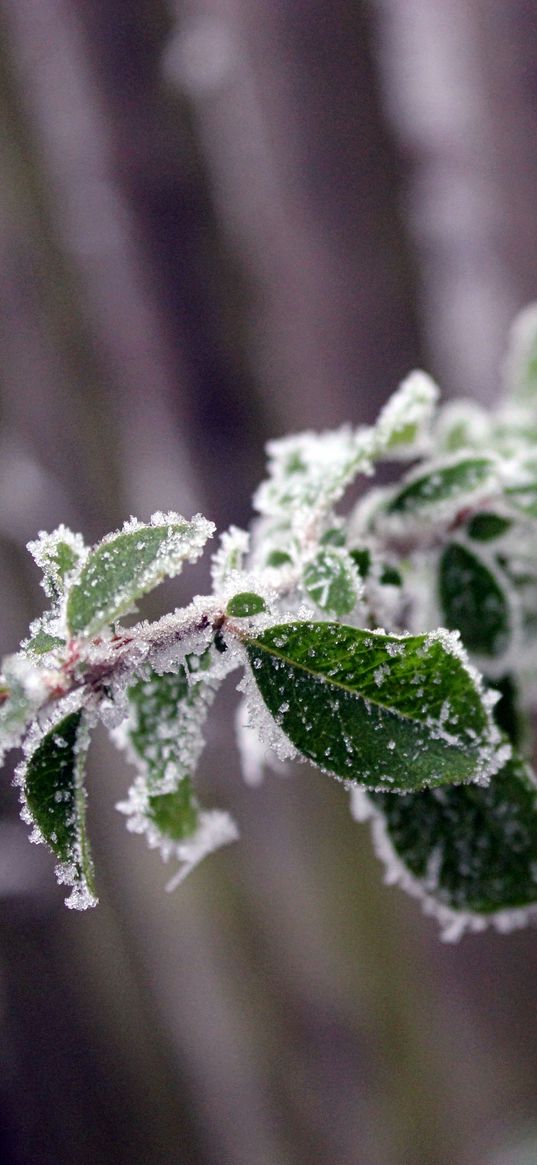 branch, leaves, frost, blur